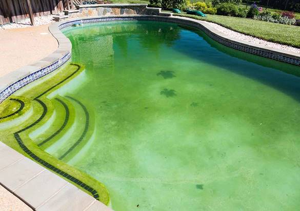 Algae in swimming pool